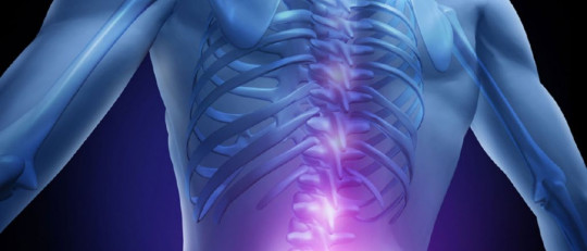 Médula espinal: anatomía, partes y funciones