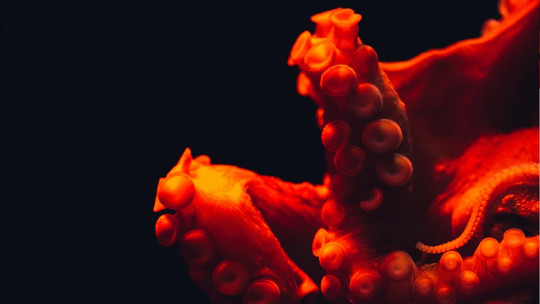 Cerebro del pulpo