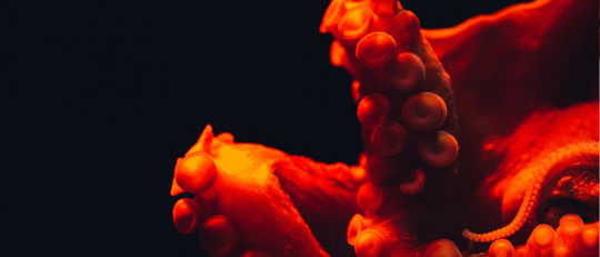 Cerebro del pulpo