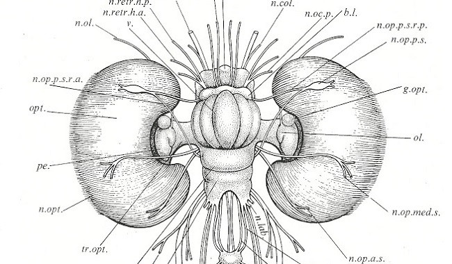 Cerebro del pulpo
