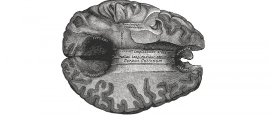 Cuerpo calloso del cerebro: estructura y funciones