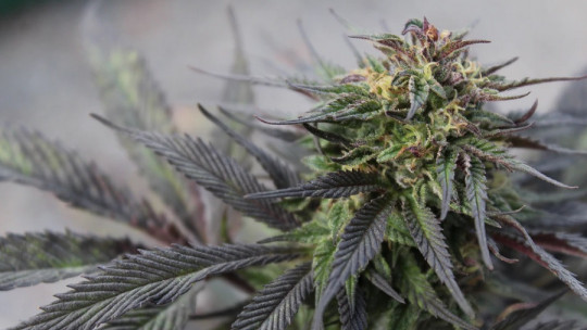 Tipos de drogas ilegales