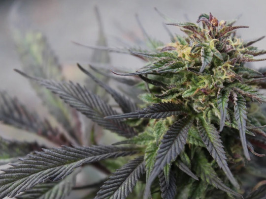 Tipos de drogas ilegales