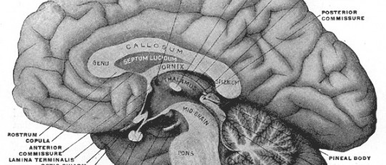 Glándula pineal (o epífisis): funciones y anatomía