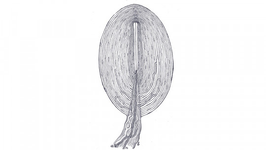 Corpúsculos de Pacini