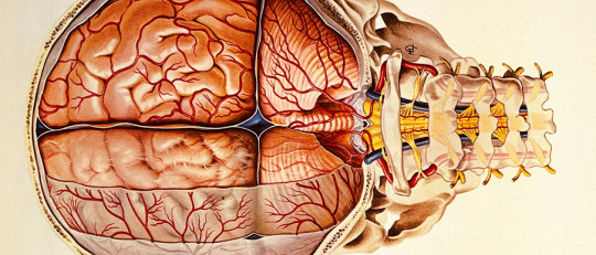 Meninges: anatomía, partes y funciones en el cerebro