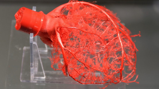 Sistema de conducción eléctrica del corazón