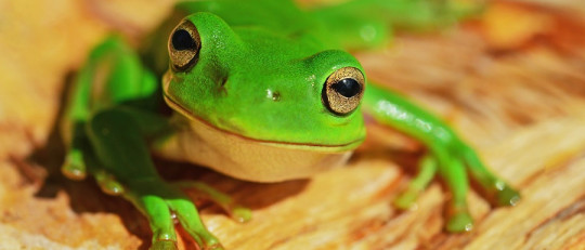 Ranidafobia