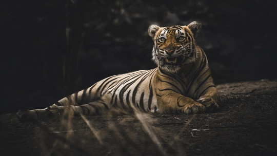 ¿Pueden tener depresión los animales?