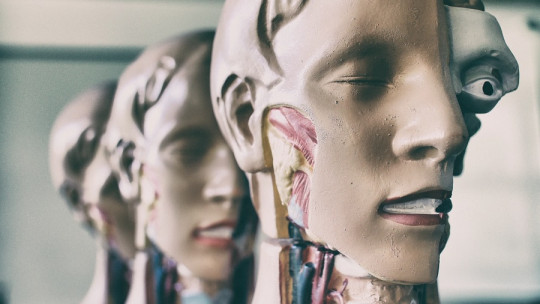 Curiosidades sobre el cuerpo humano