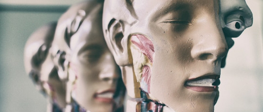 Curiosidades sobre el cuerpo humano