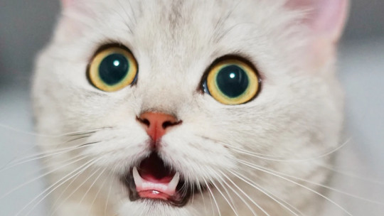 Los rasgos de personalidad de los gatos