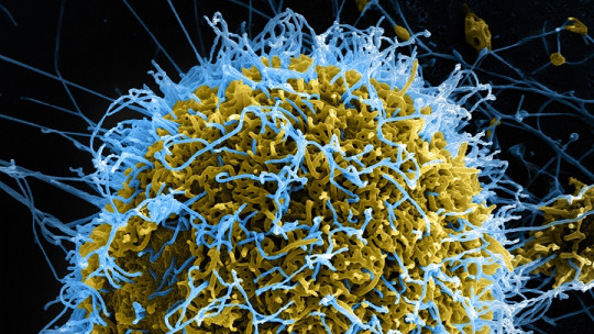 Replicación viral