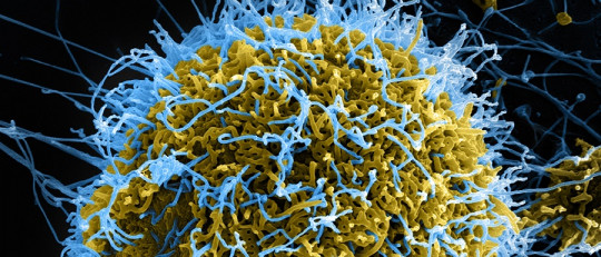 Replicación viral