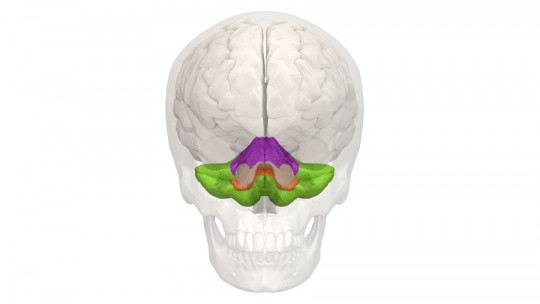 Curiosidades sobre el cerebelo