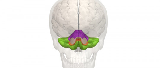 Curiosidades sobre el cerebelo