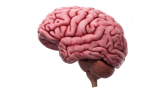 Para qué sirven los pliegues del cerebro