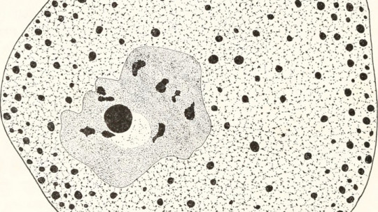 Nucleoplasma