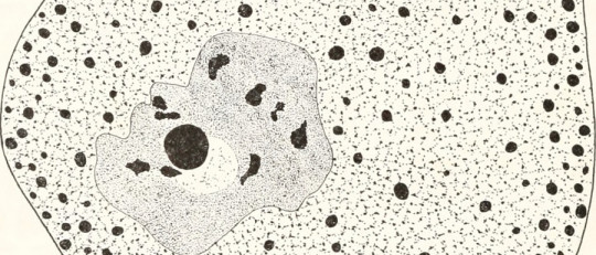 Nucleoplasma