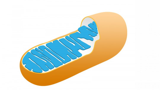 Mitocondrias