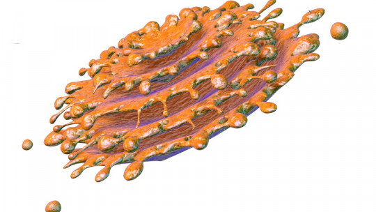 Aparato de Golgi