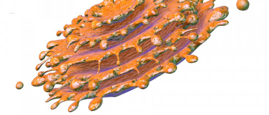 Aparato de Golgi