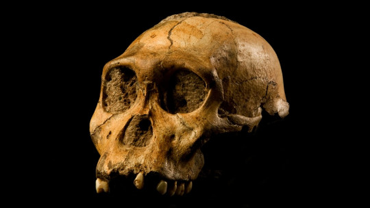 Filogenia y ontogenia