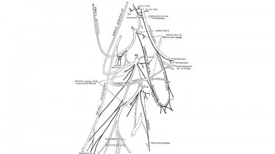 Plexo cervical