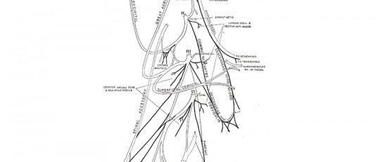 Plexo cervical