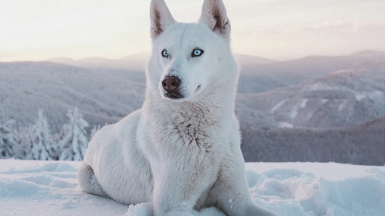 Cómo se produjo la domesticación del perro en la prehistoria
