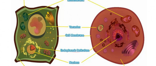 Las 4 diferencias entre la célula animal y la vegetal