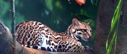 16 animales en peligro de extinción en México