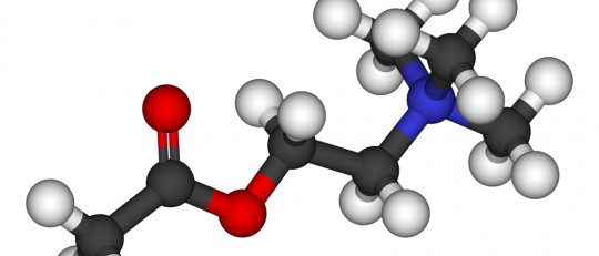Acetilcolina (neurotransmisor): funciones y características