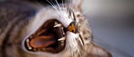 Fobia a los gatos (ailurofobia): causas, síntomas y tratamiento