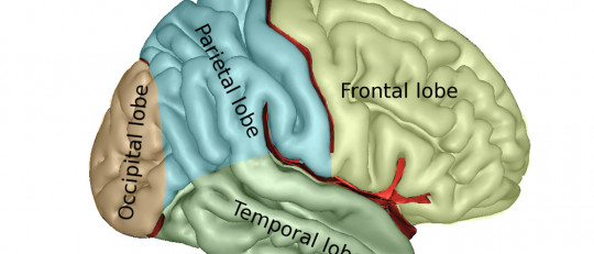 Telencéfalo: partes y funciones de esta parte del cerebro
