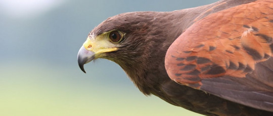 Ornitofobia (miedo a los pájaros): síntomas y causas