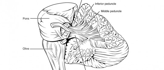 Pedúnculos cerebrales: funciones, estructura y anatomía