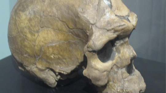 Homo sapiens idaltu