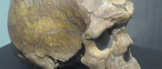 Homo sapiens idaltu