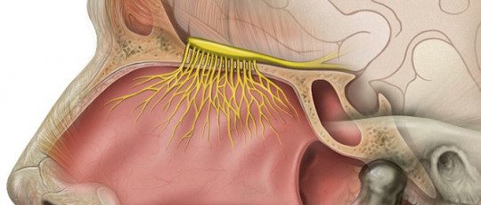 Sistema olfativo: recepción, transducción y vías cerebrales