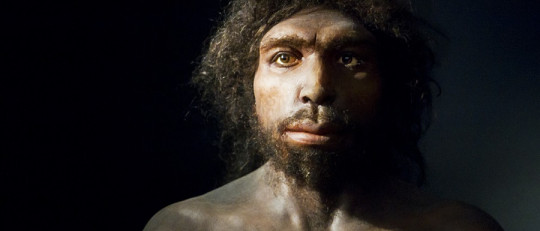 Homo antecessor