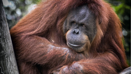 Primatología