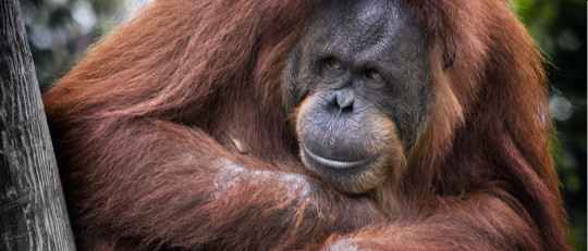 Primatología