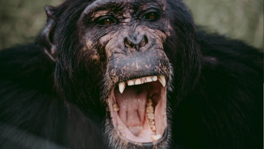 ¿Tienen sentido del humor los animales?