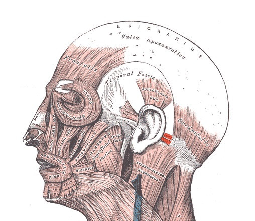 Músculo auricular posterior