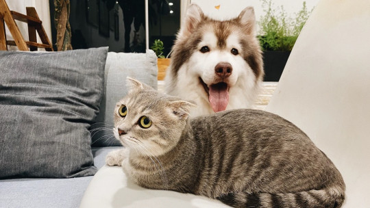 Son más inteligentes los gatos o los perros