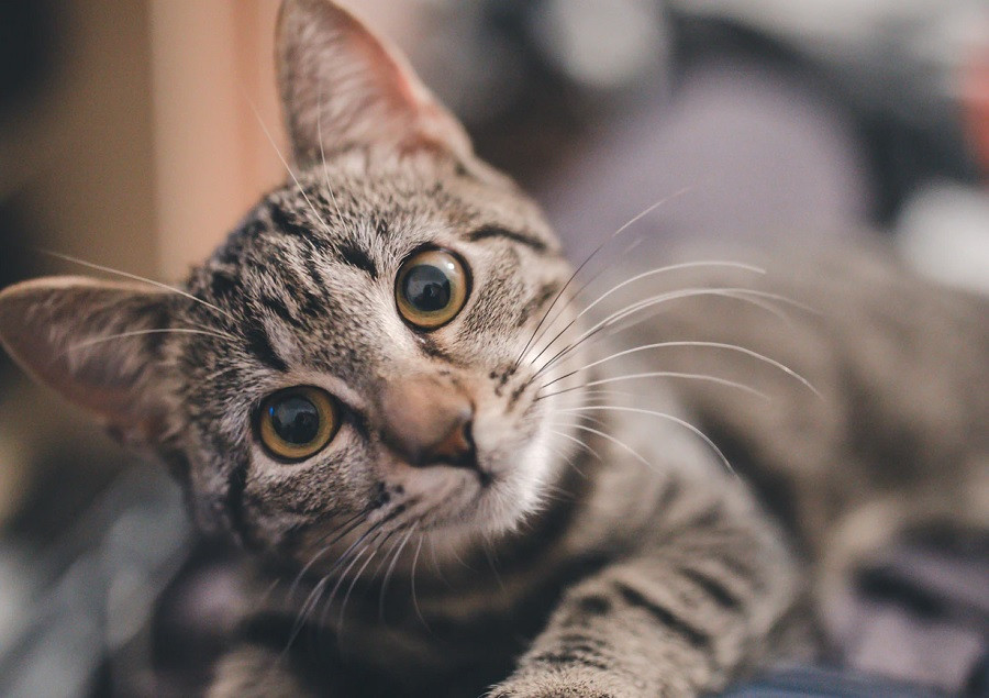 Gato