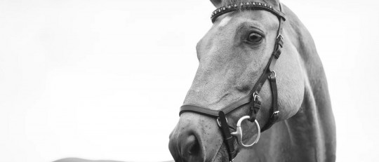 La terapia con caballos para tratar la adicciones