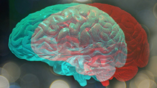 Las diferencias entre la neuropsicología y la psicobiología
