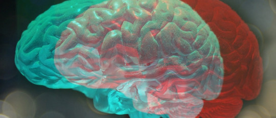 Las diferencias entre la neuropsicología y la psicobiología